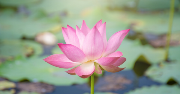 Flores de Bach - Imagen 2