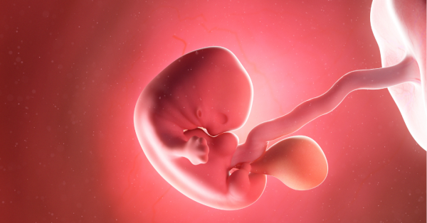 Viaje prenatal - Imagen 2